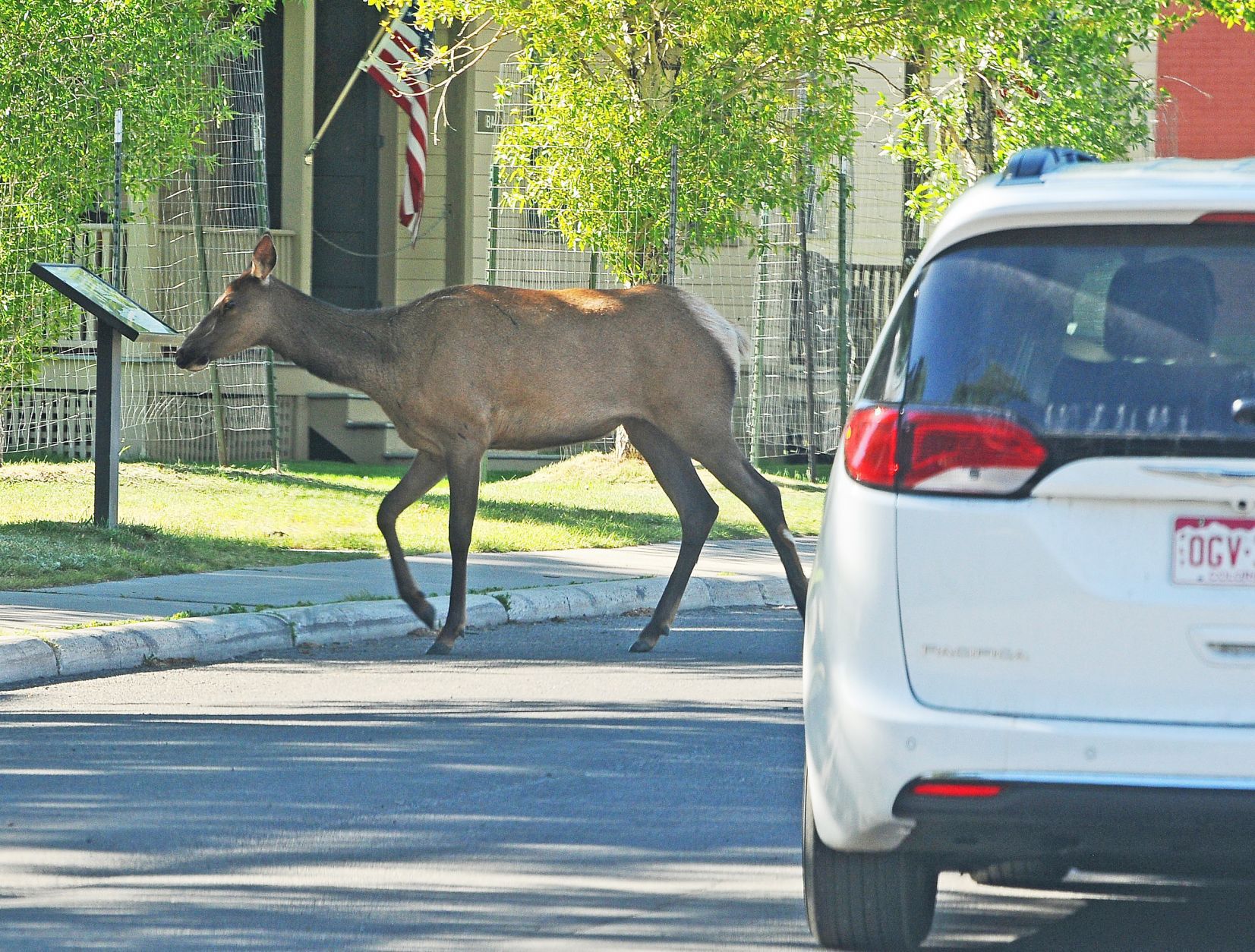 Elk crosswalk